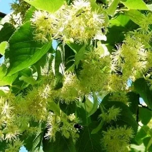 Опилки липовые оптом в Новосибирске от завода-производителя Лигнум Ресурс